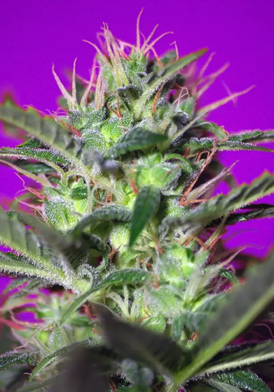 Botafumeiros van Sweet Seeds