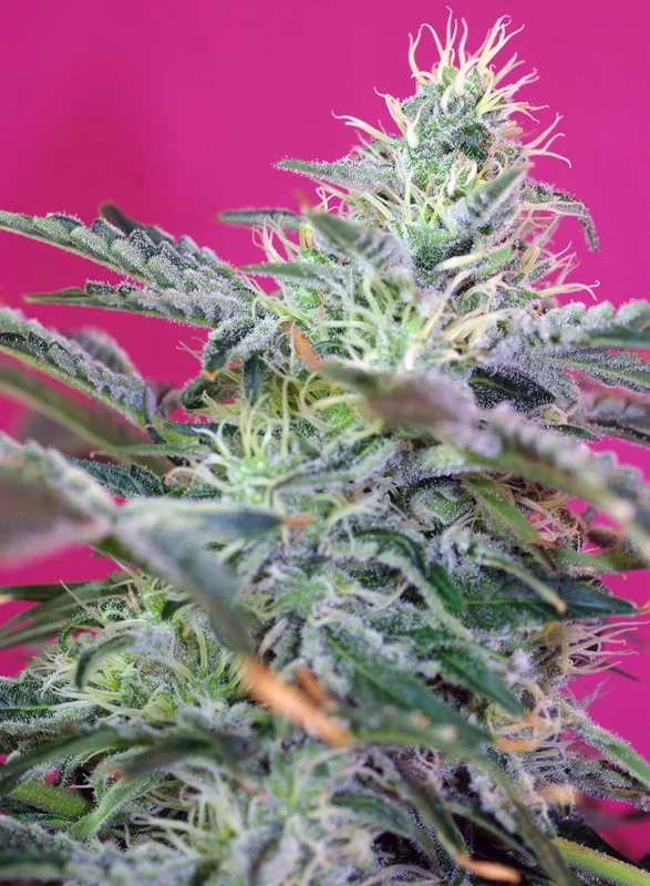 Sweet Cheese van Sweet Seeds