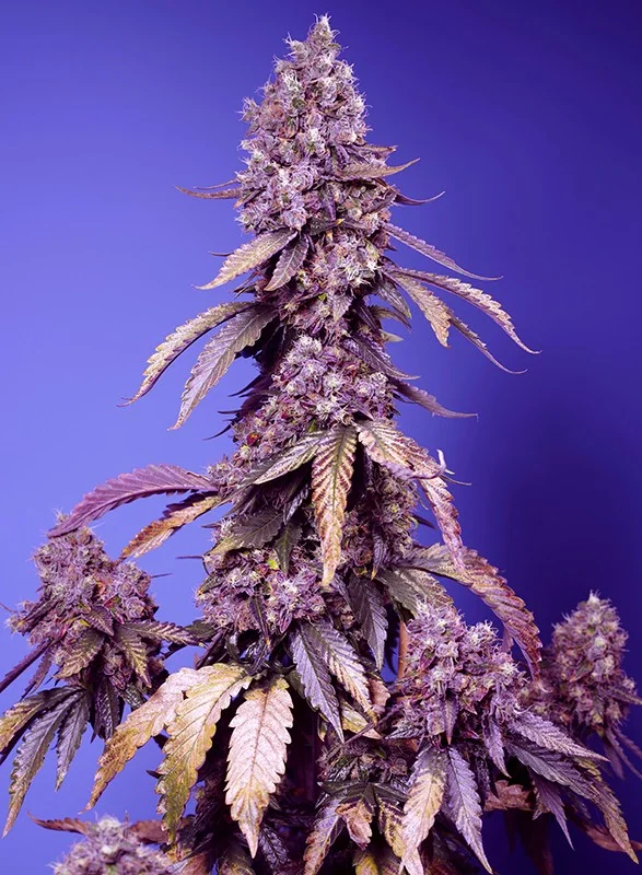Black Muffin F1 Fast Version van Sweet Seeds