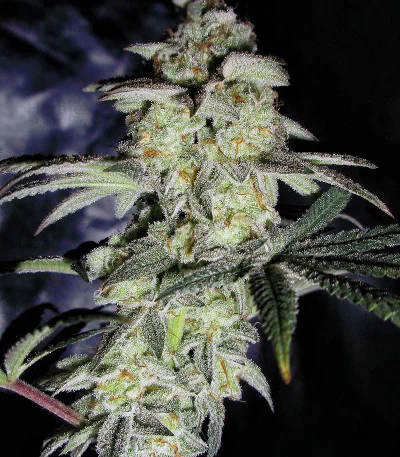 Do-Sweet-Dos van Sweet Seeds