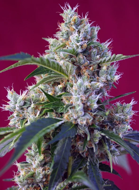 Indigo Berry Kush van Sweet Seeds