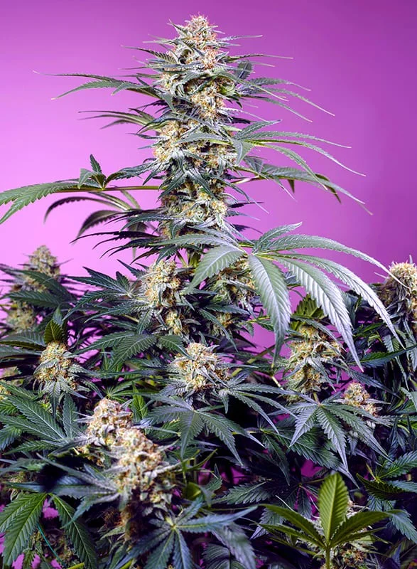 Monster Maker van Sweet Seeds