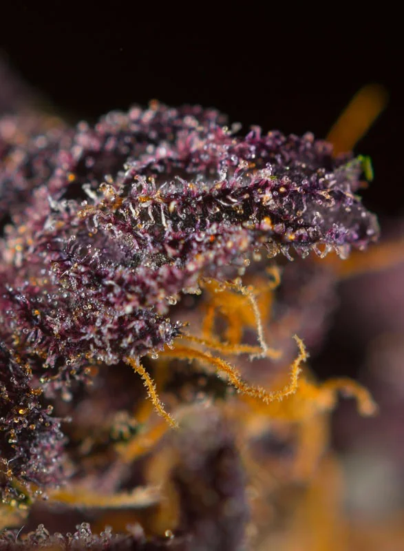 Red Poison van Sweet Seeds