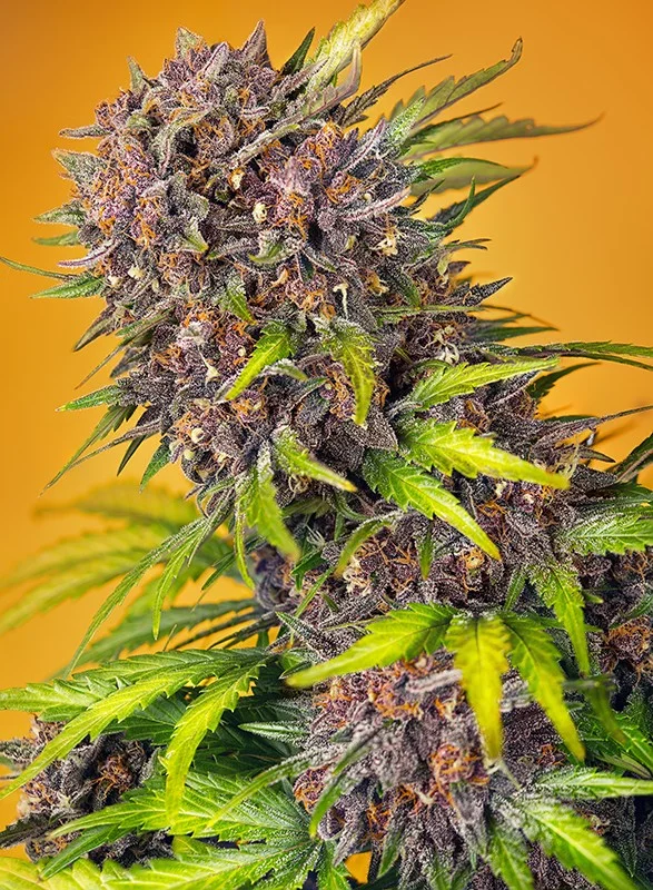 Diablo Rojo XL van Sweet Seeds