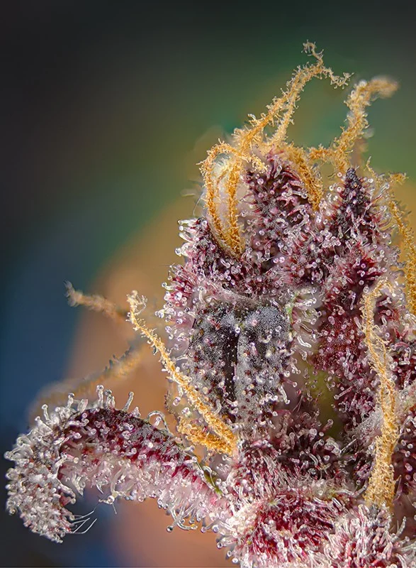 Black Muffin F1 Fast Version van Sweet Seeds