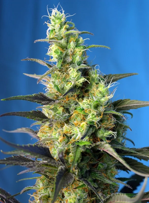 NYC Diesel CBD van Sweet Seeds