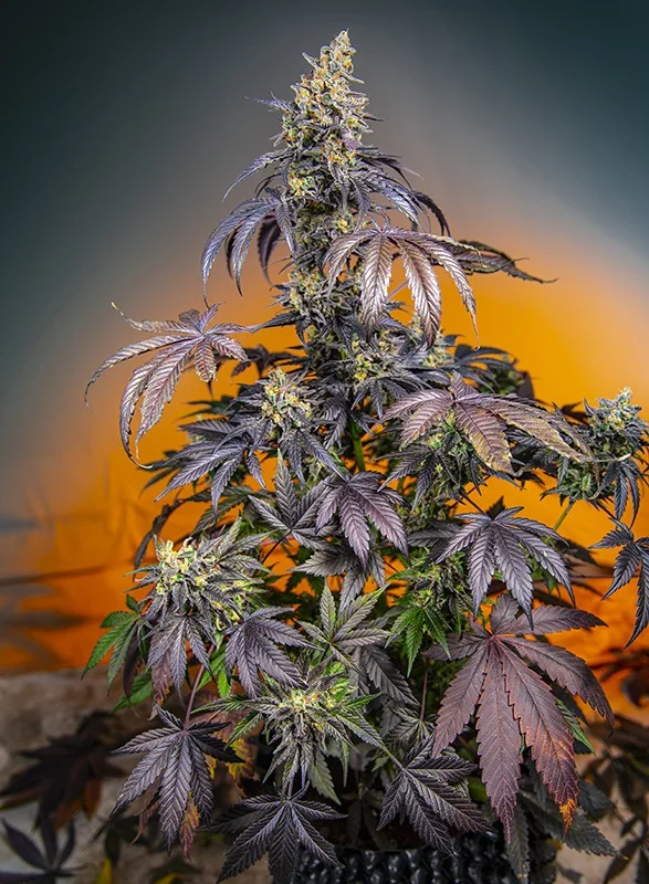 Red Gorilla Girl XL van Sweet Seeds
