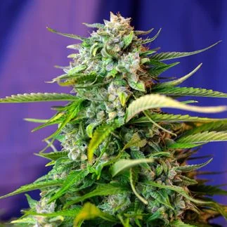 Jack 47 van Sweet Seeds