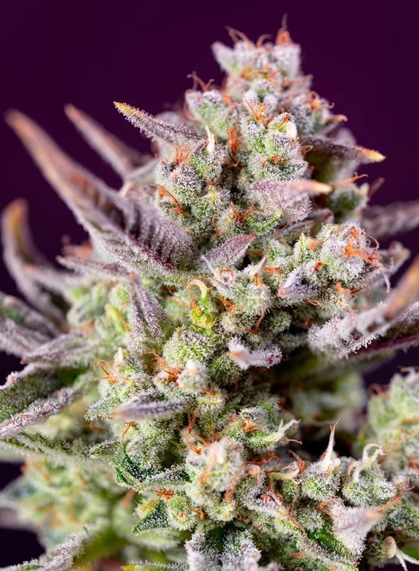 Sweet Zenzation XL van Sweet Seeds