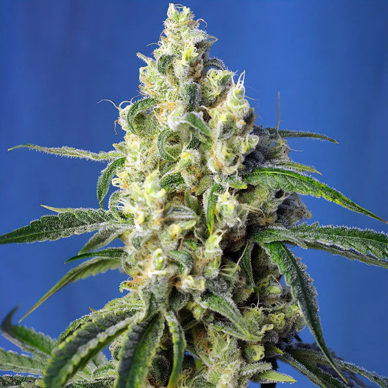 Green Poison CBD van Sweet Seeds