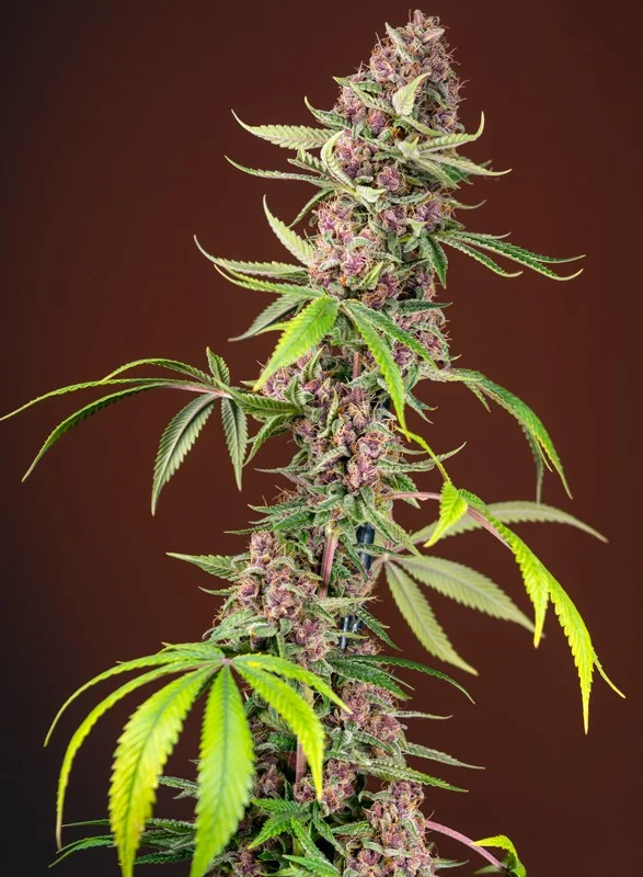Red Mandarine F1 Fast Version van Sweet Seeds