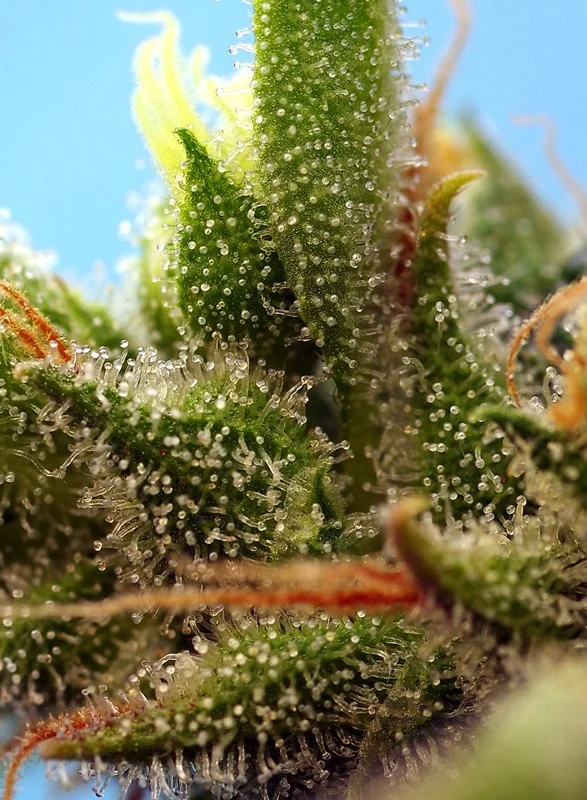 Strawberry Banana Gelato XL van Sweet Seeds