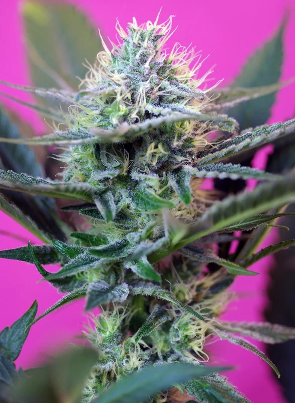 + Speed van Sweet Seeds