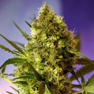 Big Devil #2 van Sweet Seeds