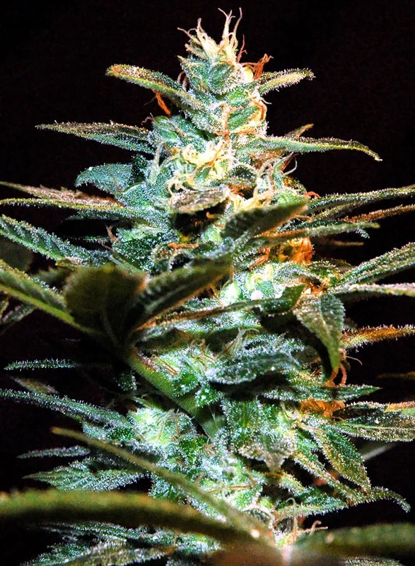 NYC Diesel van Sweet Seeds