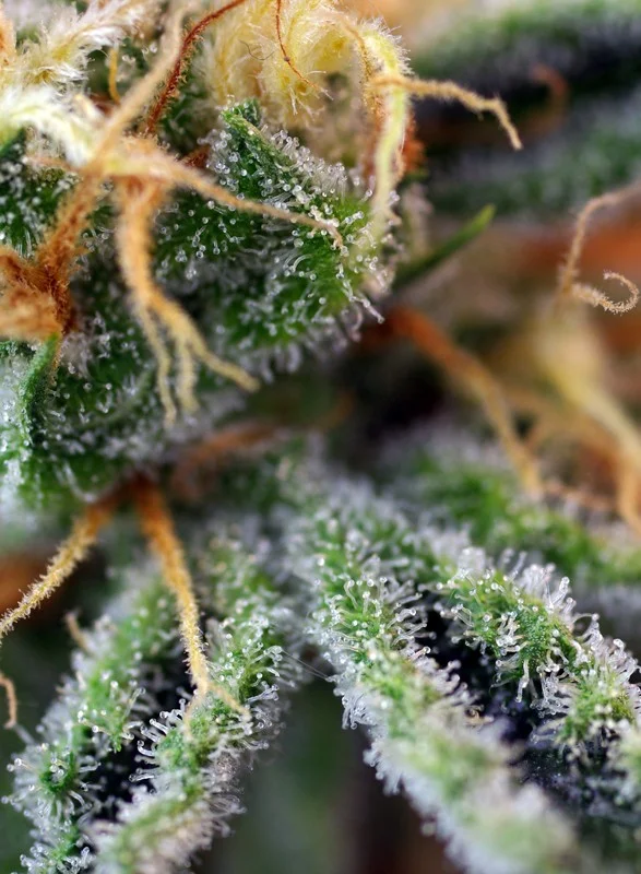 Cream Caramel van Sweet Seeds