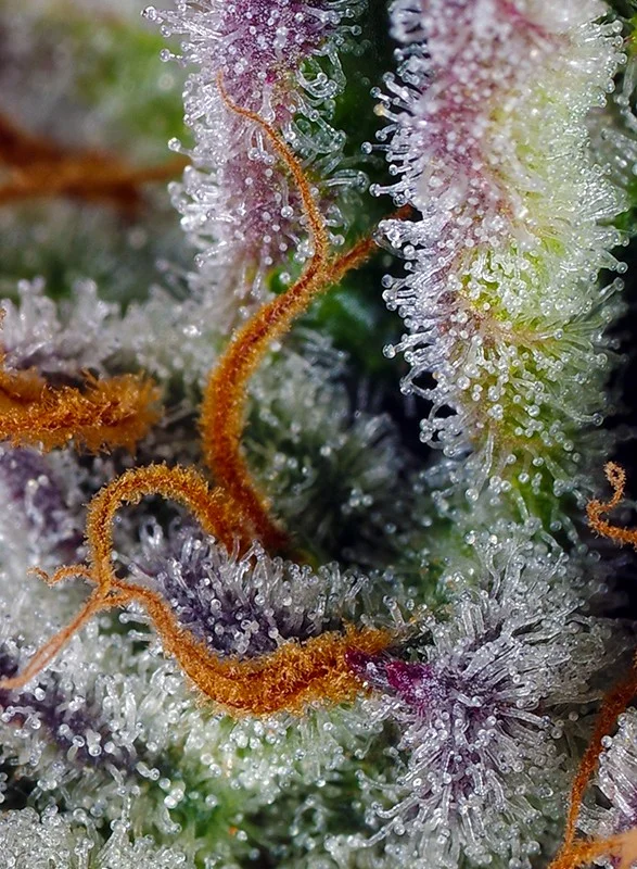 Mimosa Bruce Banner XL van Sweet Seeds