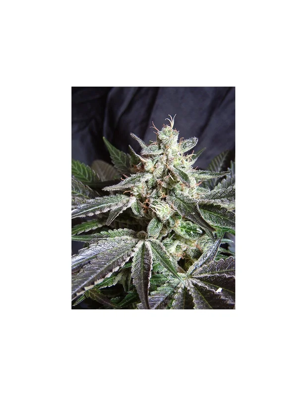 Black Jack Fast Version van Sweet Seeds