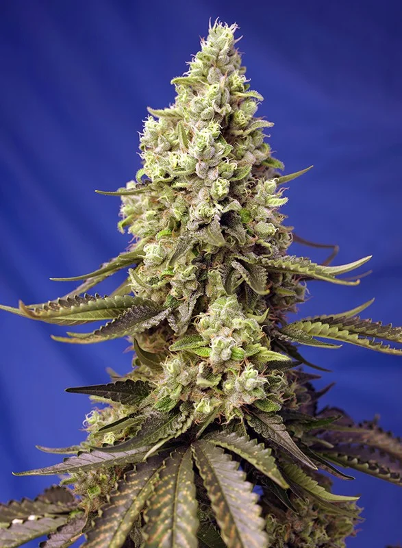 Runtz XL van Sweet Seeds