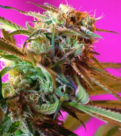 Wild Rose van Sweet Seeds