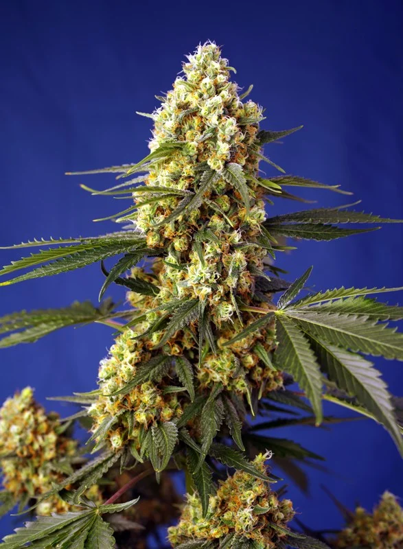 Strawberry Banana Gelato XL van Sweet Seeds