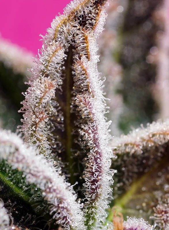 Jealousy Z XL van Sweet Seeds