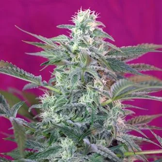Big Foot van Sweet Seeds