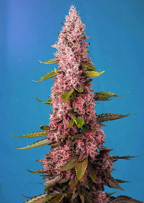 Red Hot Cookies van Sweet Seeds