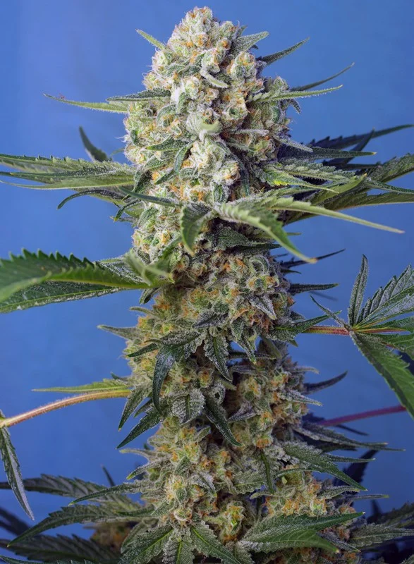 Crystal Candy F1 Fast Version van Sweet Seeds