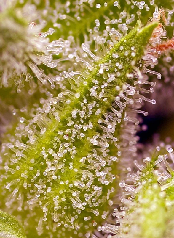Sweet Cherry Pie van Sweet Seeds