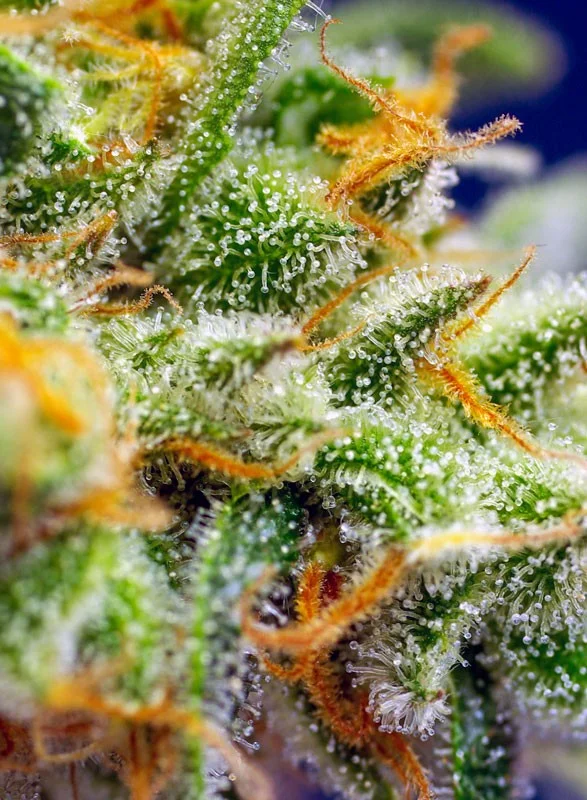 Crystal Candy XL van Sweet Seeds