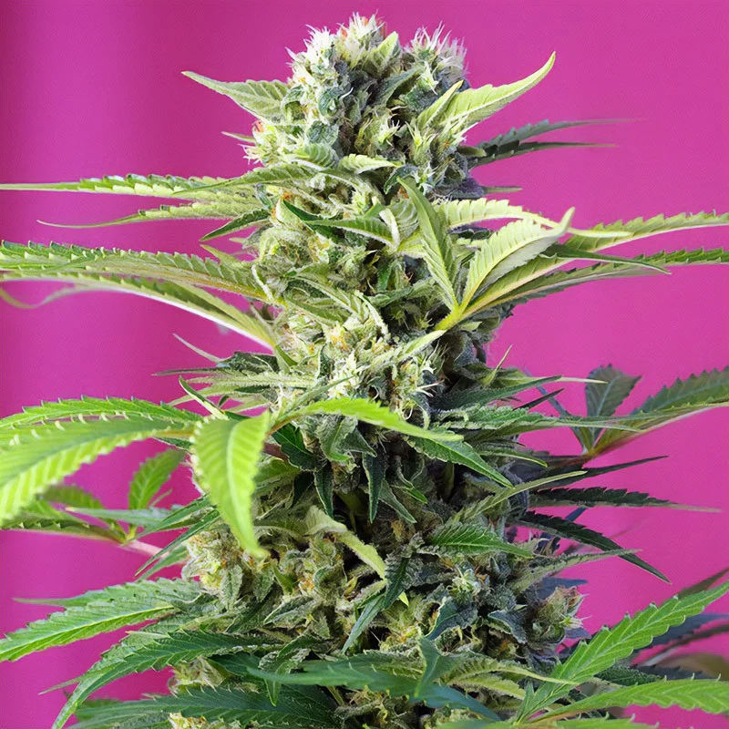 Chem Beyond Diesel C.B.D van Sweet Seeds