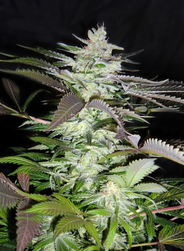 Black Jack van Sweet Seeds