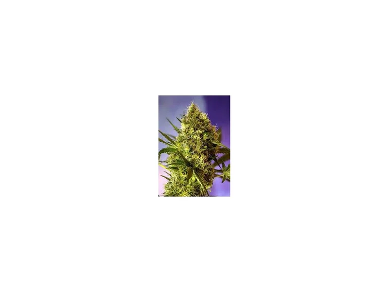 Big Devil #2 van Sweet Seeds