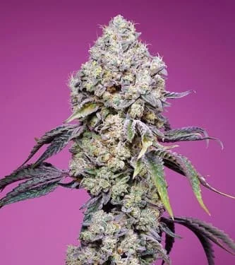 Sweet Mandarine Zkittlez F1 Fast Version van Sweet Seeds
