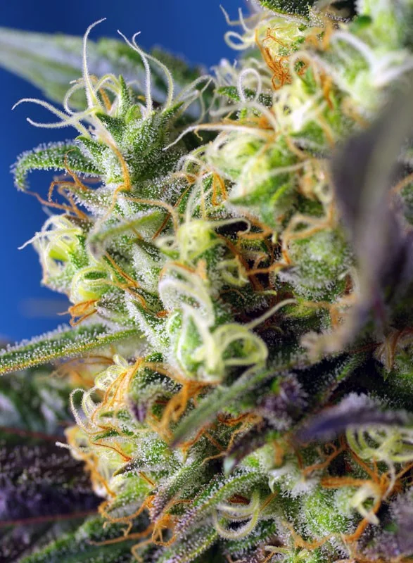 NYC Diesel CBD van Sweet Seeds