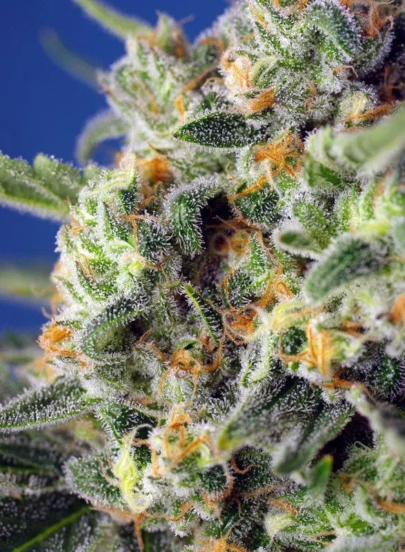Sweet Pure CBD van Sweet Seeds