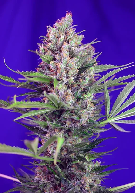 Cream Mandarine Fast Version van Sweet Seeds