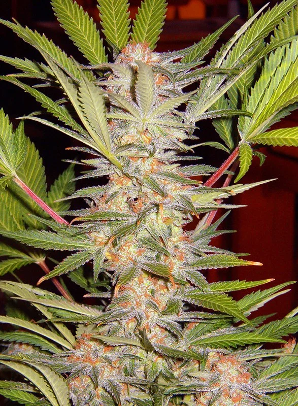 S.A.D. Sweet Afgani Delicious S1 van Sweet Seeds
