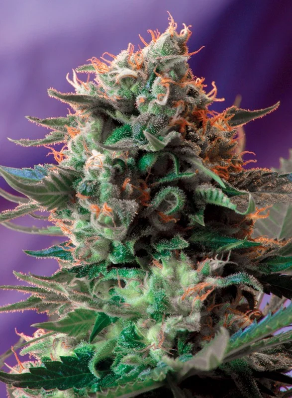 Jack 47 van Sweet Seeds