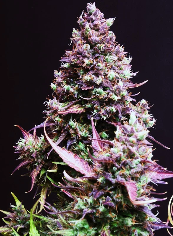Cream Caramel van Sweet Seeds