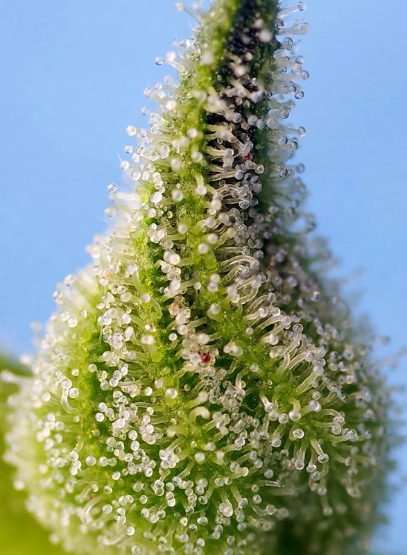 Bruce Banner van Sweet Seeds
