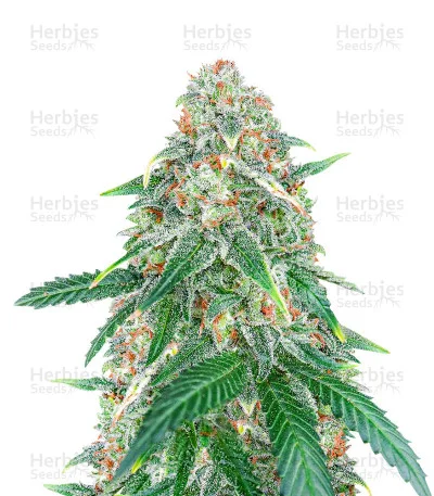 Sweet Zenzation XL van Sweet Seeds