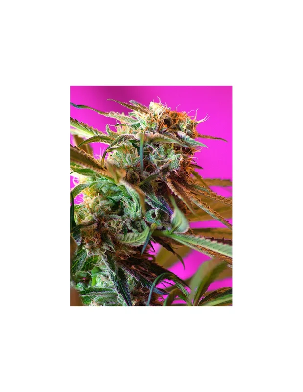 Wild Rose van Sweet Seeds