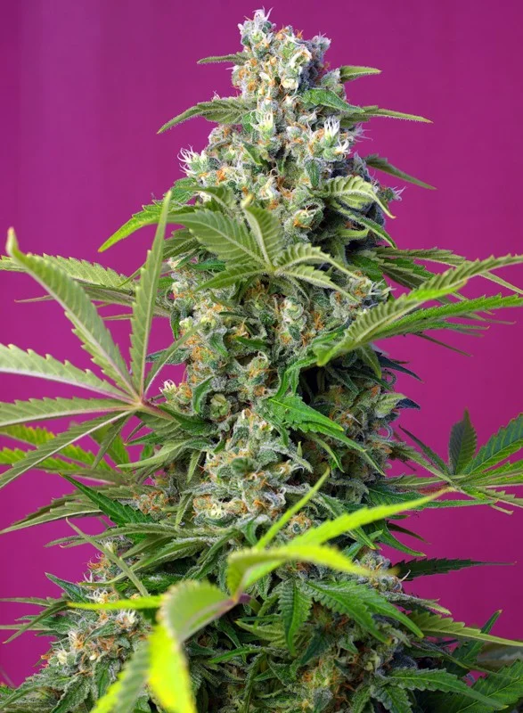 Gorilla Girl van Sweet Seeds