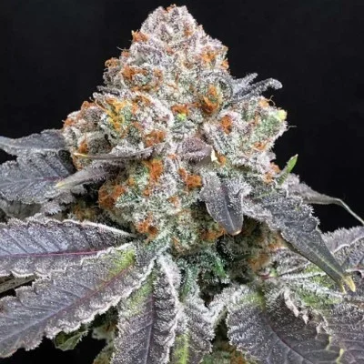 Rated R van Symbiotic Genetics