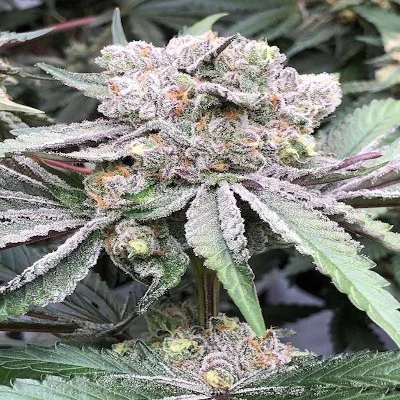 Baccarat van Symbiotic Genetics