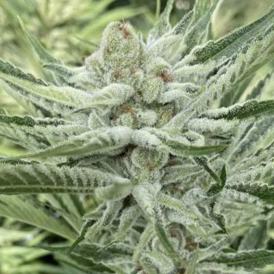 Nam Wah van Symbiotic Genetics