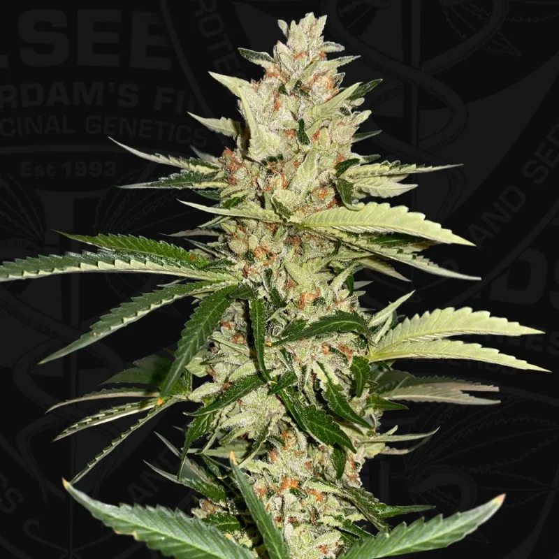 Banana Candy Krush van T.H.Seeds