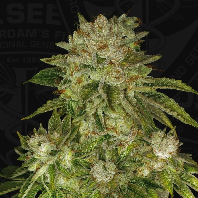 MK-Ultra Kush van T.H.Seeds